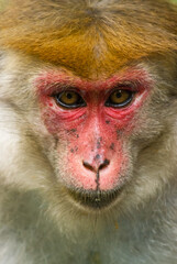 Obraz premium Male macaque at Peradeniya botanical gardens, Sri Lanka