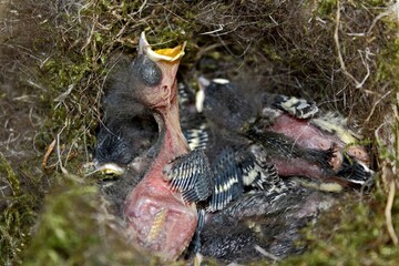 Fototapeta premium pisklaki