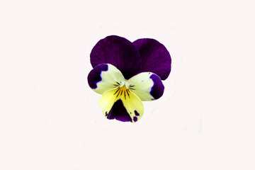 Wild Pansy (Viola tricolor), aka heart's ease, heart's delight, tickle-my-fancy, Jack-jump-up-and-kiss-me, come-and-cuddle-me, three faces in a hood, or love-in-idleness, isolated on a white backgroun