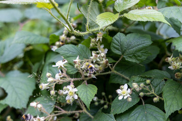 Mountain flowers in the Ukrainian Carpathians. Close-up macro view.