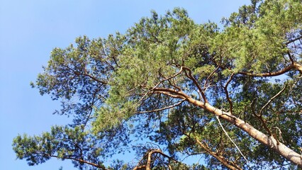 View in treeline with blue sky