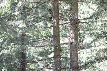 Black squirrel on a tree in the Ukrainian Carpathians