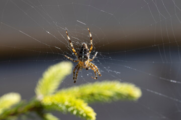 Spider on a pine branch illuminated by sunlight. Close-up macro view.