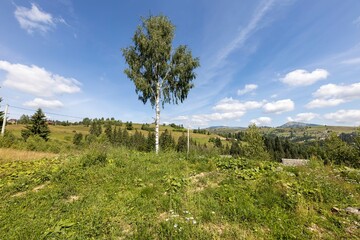Green mountain meadows in the high Carpathians