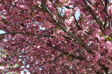 fiore di Sakura o di Cherry Blossom nella primavera Bei fiori rosa