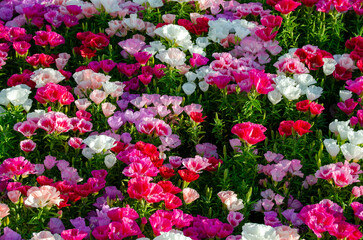 Fototapeta na wymiar Red, pink, white, purple flowers bouquet in outdoor, beautiful gardening concept