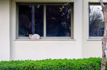white - orange stray street  cat sits on windowsill at outside alone