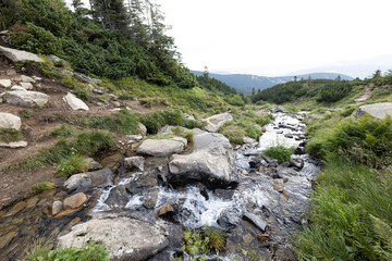 Mountain stream on a summer day in the Ukrainian Carpathians