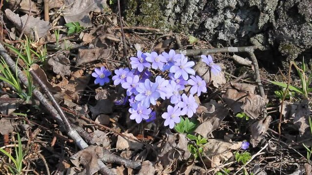Flowering common hepatica or liverwort (Hepatica nobilis) plants in forest. April, Belarus