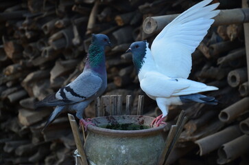 Fototapeta premium pigeon in the water