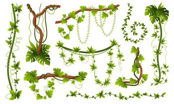 Natural creepers set vector flat green leaves wooden branches tropical jungle vegetation