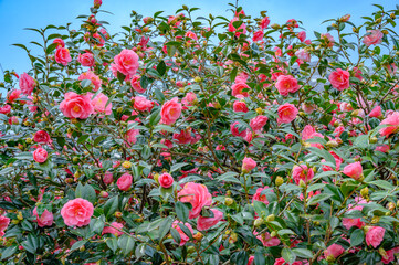 地蔵院の八重椿