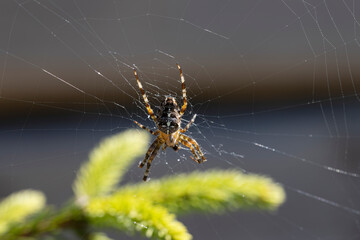 Spider on a pine branch illuminated by sunlight. Close-up macro view.