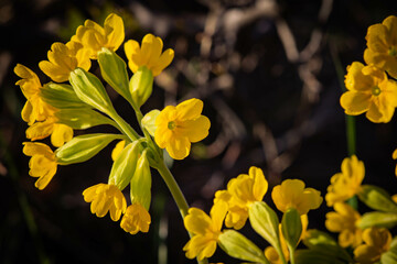 Early  spring flowers bloomers (primroses) of  European forests. Cowslip paigle (Primula macrocalix) in park forest (wood-meadow), Cowslip flowers (Primula veris) on a spring meadow, close-up,