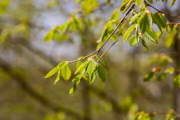 New beech leaves. Spring awakening Fresh green beautiful spring leaves 
