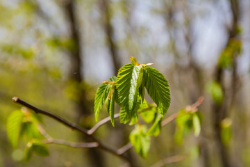 New beech leaves. Spring awakening Fresh green beautiful spring leaves 