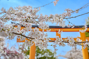 平野神社の桜