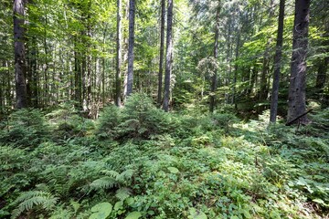 Mountain forest in the Ukrainian Carpathians.