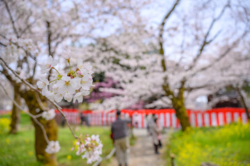 平野神社の桜