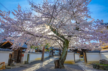 京都本隆寺の桜