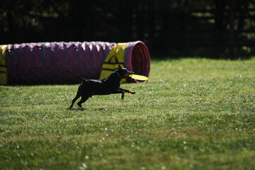 Competitions of dexterous dogs of all breeds. Miniature Pinscher is having fun playing on field...