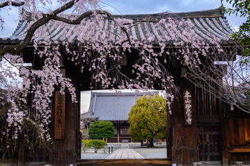 京都 妙覺寺のしだれ桜