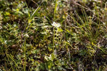Mountain flowers in the Ukrainian Carpathians. Close-up macro view.