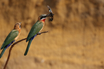 White-fronted Bee-eater with insect in beak, South Africa
