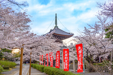 京都 本法寺 多宝塔と桜
