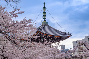 京都 本法寺 多宝塔と桜