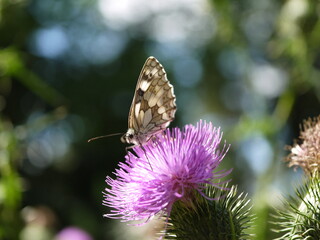 wild lila blühende Distel mit Insekt