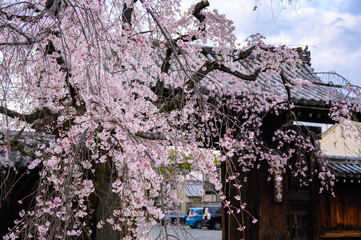 京都妙覺寺のしだれ桜