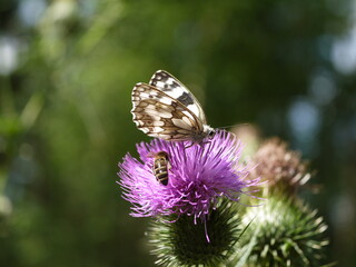 wild lila blühende Distel mit Insekt