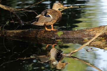 kaczka nad stawem © Micha