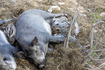 A female wild boar with children.