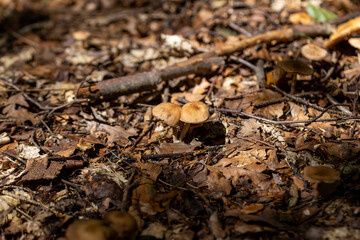 Mushroom in the mountain forest on a summer day. Close up macro view.