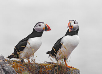 Atlantic Puffins