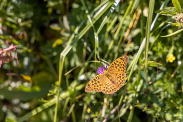 Butterfly on a flower on a natural background. Close-up macro view.