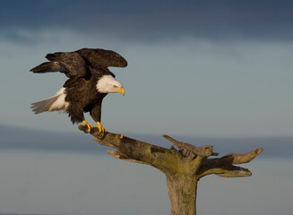 Bald Eagle