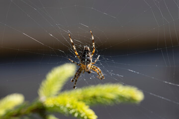 Spider on a pine branch illuminated by sunlight. Close-up macro view.