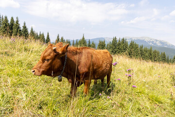 Cow on a green meadow in the Ukrainian Carpathians on a summer day.