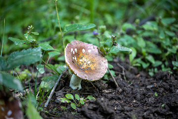 Mushroom in the mountain forest on a summer day. Close up macro view.