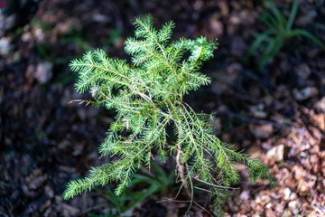 Coniferous branch. Close-up macro view.