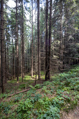 Mountain forest in the Ukrainian Carpathians.
