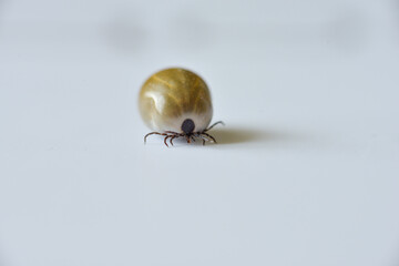 A tick on isolated on white.