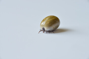 A tick on isolated on white.