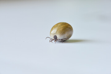A tick on isolated on white.
