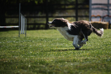 Naklejka na ściany i meble Border collie at agility competitions. Black and white border Collie runs fast across field in park and has fun outside. Active energetic shepherd breed of medium sized dogs on move.