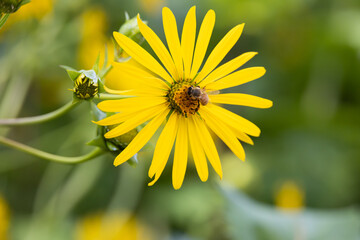 Bee on yellow flower, closeup