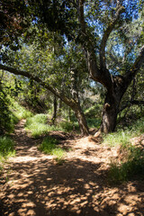 Fototapeta premium An Oak Tree Grove on a Hiking and Biking Trail in Southern California